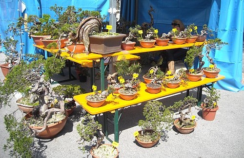 Mercatini  fiori e bonsai